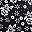 Black White Flower