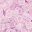 Lilac Frost Ab