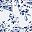 White Blue Toile