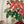 Pointsettia
