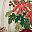 Pointsettia