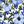 Blue Floral Blossom