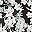 Dot Black Floral
