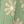 Green Floral