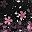 Pink Sakura