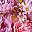 Rose Purple