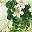 White Green