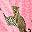 Pink Leopard