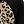 Black Leopard