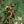 Green Print