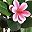 Pink Green