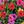 Color Mixing