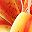 Orange Yellow