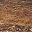 Walnut Brown