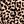 Brown Leopard