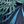 Blue Green Leaf