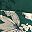 Green Palm Tree