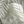 Sage Green White Leaf