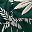 Green Palm Tree