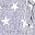 Light Gray Stars