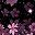 Black Pink Flower