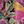 Tropical Leaf