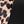 Black Leopard