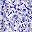 Purple Floral