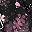 Black Pink Sakura