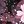 Black Rose Cherry