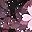 Black Rose Cherry