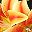 Orange Yellow