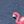 Bird Life