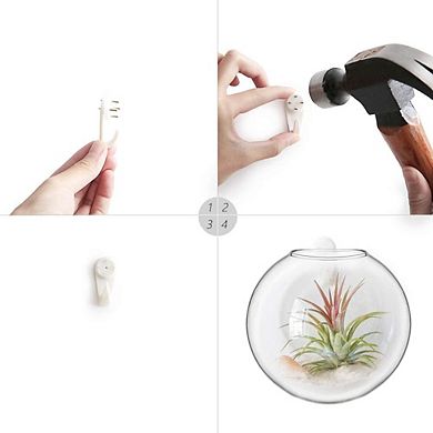 Kaelin Home Wall Hanging Glass Terrariums Planter
