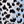 Blue Leopard