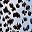 Blue Leopard