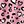 Pink Leopard