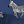 Navy Zebra