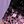 Purple Lavender Pink