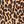 Brown Leopard