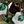 Flower Darkgreenwhite
