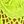 Neon Yellow