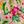 Pink Color Leaf