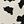 Beige Black Cow