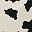 Beige Black Cow