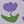 Purple Flowers