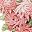 Teardrop Pink