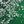 Green Gold Trees