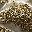 Gold Glitter