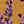 Lightbrown Purple